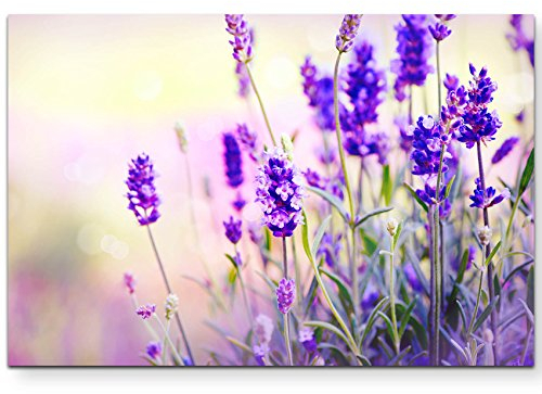 Eau Zone Wandbild auf Leinwand 120x80cm Lavendel im Sonnenschein