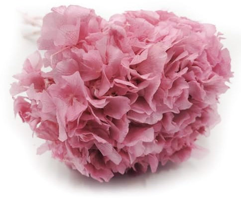 Stabilisierte Hortensie - Rosa