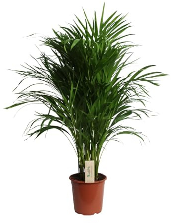 Dypsis Lutescens (Areca) - 90-100cm - Ø21cm - Zimmerpflanze - Immergrün