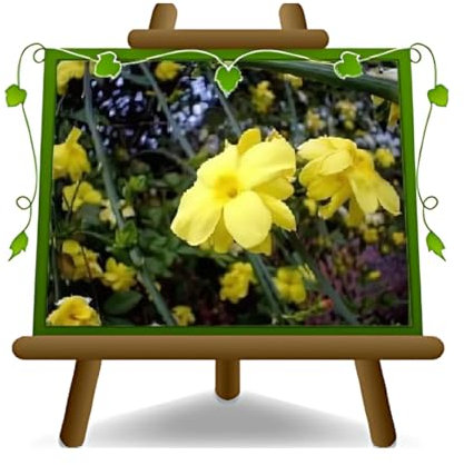 Jazmín de jazmín Jasminum Primulinum - Plantas trepadoras - En maceta de 18 cm - altura - 180 cm