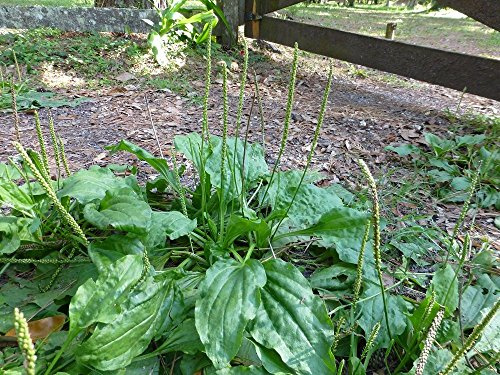 Piantaggine comune (Plantago major) 200 Semi