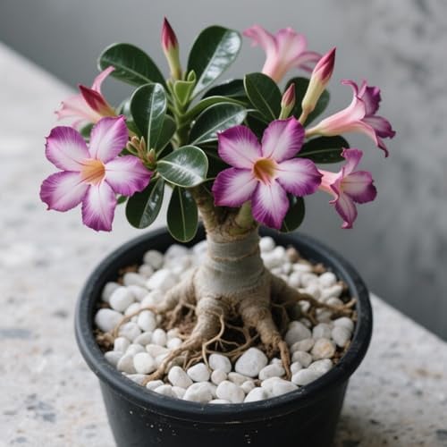 Rosa del deserto in Vasca:Colore Vivido/Decorazione per Casa e Giardino/per Ogni Spazio/Resistente e Facile da Curare-B-1 Rhizome