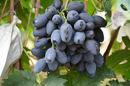 Kernlose Tafel-Trauben, Weinreben,Seltene nknolle, Winterhart SelteneWinterhart MehrjäHrig Schönes Bepflanzen von Staudengärten -2Rhizom-e