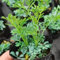 semi di ruta - semi erbe piante resistenti per balcone piante da giardino roccioso resistenti da giardino perenni Decorazione del balcone, bonsai stanza, bonsai rari in vaso 100pcs