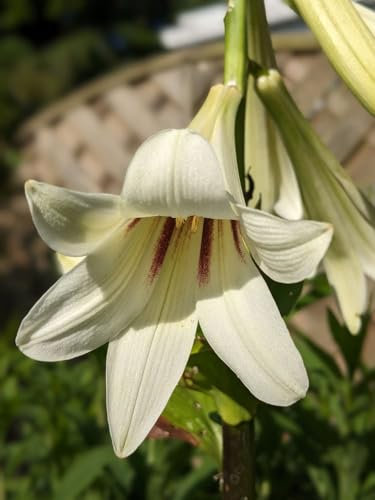 Cardiocrinum giganteum - Giant Himalayan Lily - 40 Seeds