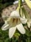 Cardiocrinum giganteum - Giant Himalayan Lily - 40 Seeds