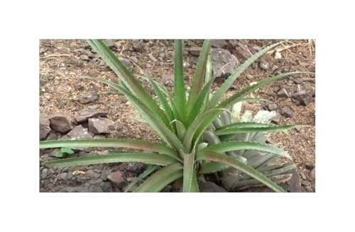 Pcs - 10x Bromelia Penguin - Wild Pineapple Edible Fruits Plants - Seeds ID1743 & Plants Shop by Ipsa