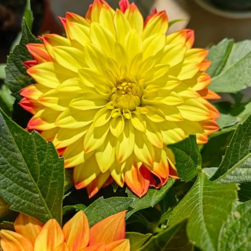 tuberi di dalia resistenti, piante da balcone, decorazione da giardino esterno piantare bulbi di dalia piante esotiche resistenti bulbi fresche, fiori decorativi piante resistenti 8pcs