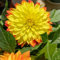 tuberi di dalia resistenti, piante da balcone, decorazione da giardino esterno piantare bulbi di dalia piante esotiche resistenti bulbi fresche, fiori decorativi piante resistenti 8pcs
