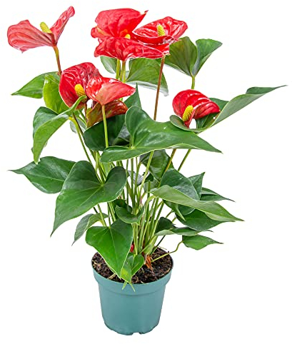 Bloomique - Anthurium Andreanum - Rot - Flamingoblume - Blühende Zimmerpflanzen - Pflegeleicht - Höhe 30-40 cm - Topf 12 cm