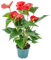 Bloomique - Anthurium Andreanum - Rot - Flamingoblume - Blühende Zimmerpflanzen - Pflegeleicht - Höhe 30-40 cm - Topf 12 cm