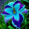 Taglilien zwiebeln,winterhart pflanze,taglilien winterhart mehrjährig pflanze,hemerocallis pflanzen,Taglilien,taglilien rhizome,taglilien zwiebeln winterhart,Hemerocallis Knollen.-3zwiebeln-H