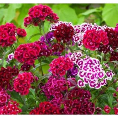 MAELSA® GRAINES EN SACHET POUR POTAGER ET JARDIN - FLEURS - SEMENCES DE FLEURS DIVERS VARIETES AU CHOIX (OEILLET DE POETE)