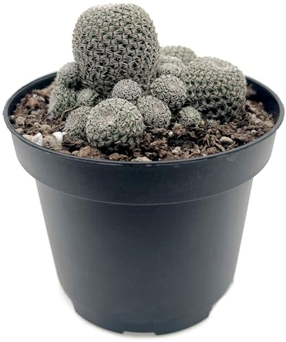 Fangblatt - Sulcorebutia heliosa - exotischer Kaktus im Ø 9 cm Topf - seltene Sukkulente - pflegeleichte Zimmerpflanze