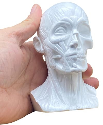 FHUILIJH Menschlicher Muskel Schädel Modell Pädagogischer Kopf Skizze Schädel Schädel Modell für den naturwissenschaftlichen Unterricht Display,Weiß,9cm
