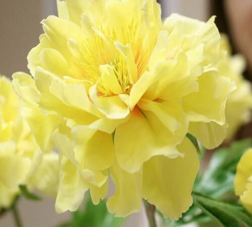 Geranium Flower Seeds Yellow