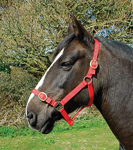 Rhinegold 0 Nylon Headcollar-Full-Red Halfter, rot, Volle Größe