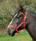 Rhinegold 0 Nylon Headcollar-Full-Red Halfter, rot, Volle Größe