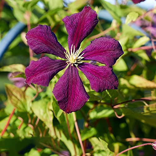 8 Clematis Winterhart MehrjäHrig Rot Blumenzwiebeln FrüHblüHer Stauden Ostern Geschenke Pflanzen Garten Pflanzen FrüHlingsblumen Nachhaltige Produkte Gartenpflanzen