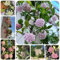 500 pcs Hoya Pflanze Kaufen Samen, Gastgeschenke Hochzeit Blumensamen, Winterharte Pflanzen Für Balkon Hoya Samen, Hoya Carnosa gastgeschenk blumensamen, balkon beet winterharte blumen,