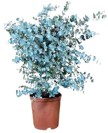 I Giardini di Giulia | Eucalyptus gunnii Ø17 cm H.45 cm | Eucalipto Argenteo | Pianta Sempreverde Aromatica da Esterno per Giardino e Terrazzo