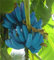 Aamish Semi di frutta banana blu 60 pezzi
