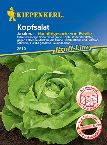 Kiepenkerl 2510 Kopfsalat Analena, hitzebeständige Sorte bildet große Köpfe, widerstandfähig gegen falschen Mehltau