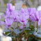 60 Pcs Alpenveilchen Zimmerpflanze Samen - Wiesensaatgut, Garten Geschenk, Schattenpflanzen Alpenveilchen Samen, Gartendeko Für Draußen, Balkonpflanzen Blumen Balkon, Garten Geschenke