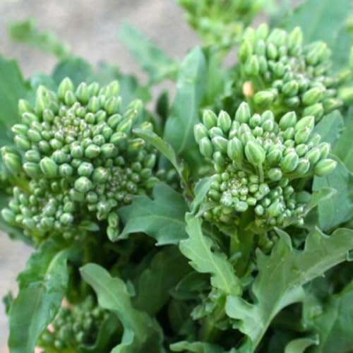 200PCS Kale Broccoli Choi Seeds White-Flowered Brassica Rapa Vegetable Seed