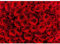 Puzzle für Erwachsene 2000 Teile Dunkelrote Rosen, 100 x 70 cm Puzzles für Erwachsene Pädagogisches Spiel Herausforderung Spielzeug 2000 Teile, Puzzle Erwachsene Anspruchsvoll
