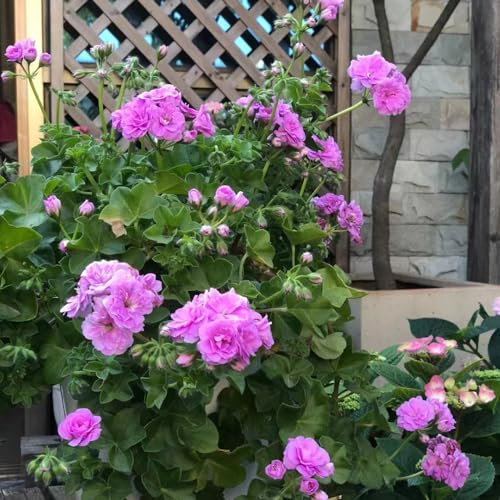30 pcs geranien samen winterhart - bodendecker geranie,Pelargonium hortorum, gewächshaus balkon blumensamen gastgeschenk hochbeete für garten kleine geschenke flower winterfeste