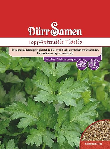 Topf Petersilie Samen Fidelio Petersiliesamen ca 1500 Korn Küchenkräuter Kräutersamen Saatgut Mehrjährig Balkon Garten Hochbeet Kübel Dürr Samen