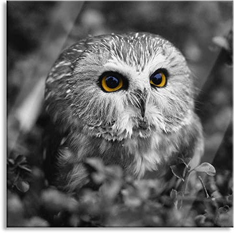 Pixxprint Glasbild, Wandbild auf Echtglas, Kauz im Strauch, 50x50 cm, inkl. Aufhängung und Abstandshalter