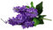 ECYC Ltd 13.78 inch Artificial Hyacinth Flower Bouquet, Silk Hyacinth Flowers Fake Flower with Stem Faux Hyacinth Flowers for Home Office Wedding Decoration,Purple