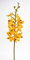 Seidenblumen Roß Orchideenzweig Vanda 70cm orange CG Kunstblumen künstliche Orchidee Vanda Blumen Pflanzen