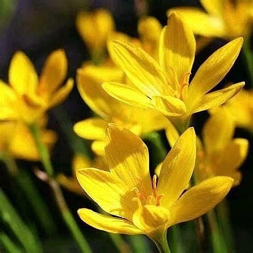 5 pcs Zephyranthes candida zwiebeln - zwiebeln bodendecker pflanzen winterhart blumenwiese bienen geschenk exotische deko wohnzimmer modern gartenpflanzen praktische geschenke frühlingsblumen
