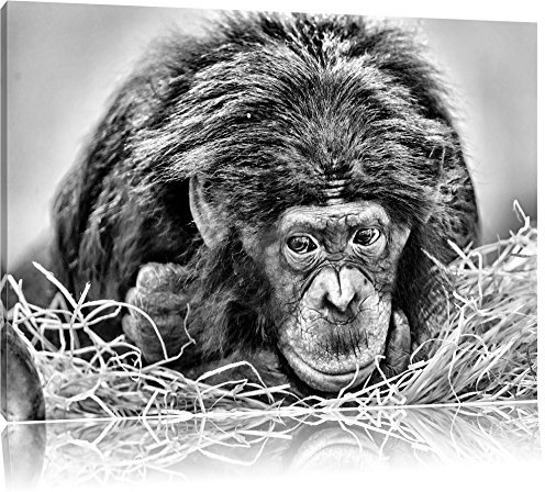 Pixxprint Kleiner Schimpanse im Heu, Größe: 60x40cm, Leinwandbild, fertig gespannt, Wandbild, Dekoration, Kunstdruck, kein Poster