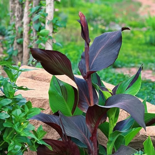 4 pcs canna lily zwiebeln - Canna indica - balkonpflanzen frühling canna knollen kaufen blumenzwiebeln frühblüher, blumen garten zwiebeln, winterharte pflanzen für garten blumenzwiebeln