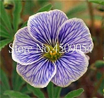 Seme di vaso. 100 PZ Oxalis Acetosella Fiore Oxalis Viola Trifoglio 100% Reale Fiore pianta perenne da Esterno per Il Giardino Domestico: 13