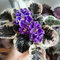 echt usambaraveilchen pflanzen samen gartenblumen, zimmerpflanzen samen usambaraveilchen samen wildblumen balkonblumen, schnittblumen samen blumenwiese samen, wildblumensamen herbst 250pcs