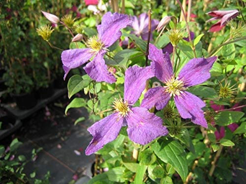 Clematis viticella bot. Art (60-100 cm) - Waldrebe/Klematis