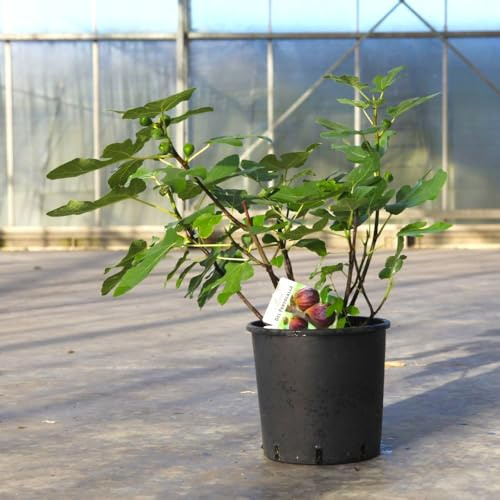 Ficus carica 'Del Portogallo' Fig Tree, Delicious Pear-Shaped Purple Fruit, Hardy Mediterranean Cultivar for UK Gardens, 12 Litre Pot Thompson & Morgan