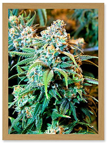 Artery8 Photography Nature Cannabis Marijuana Bud Weed Plant Artwork Framed A3 Wall Art Print