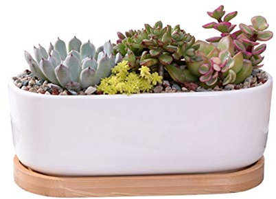 DSHUB Petits Pots de Plantes en céramique, jardinières d'intérieur, Pot de Plantes succulentes Blanches, Pot de Fleurs avec Plateau en Bambou, Parfait pour la décoration de la Maison, du Bureau, d