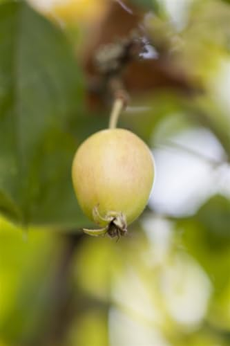 Zierapfelbaum 'John Downie' 100-125 cm Topf Malus winterhart Heckenpflanze