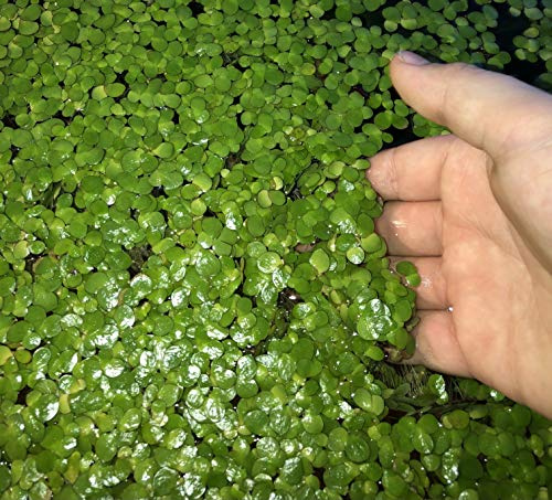 40+ Giant Duckweed (Spirodela polyrhiza) Live Floating Plants for Aquarium or Pond By TMDFishKeeping