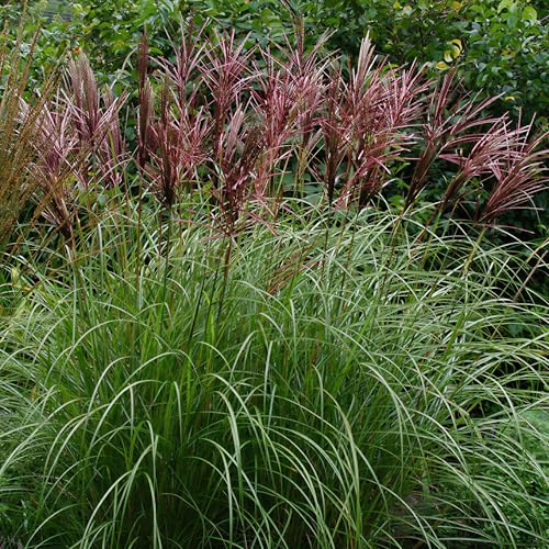 Chinaschilf Red Chief - Winterhartes Ziergras für Garten und Beet - Miscanthus Pflanze Mehrjährig