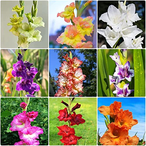 10 bulbos de gladiolos perennes resistentes Gladiolus - serie de plantas raras - mezcla de jardinería urbana plantas en macetas extremadamente resistentes plantas bulbos de flores perennes