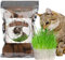 GOTVUGE Bio Blumenerde für Indoor-Katzengras Katzengraserde (20pcs)