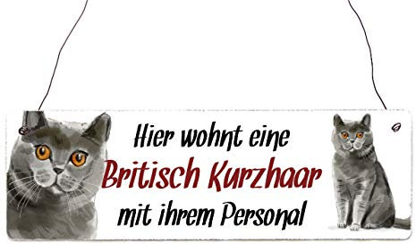 Interluxe Holzschild - Hier wohnt eine Britisch Kurzhaar - Türschild, Dekoschild, Schild als Geschenk für Menschen mit Katze
